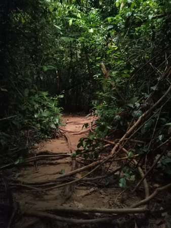 dark dense jungle track