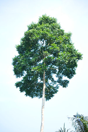 beautiful very tall tree