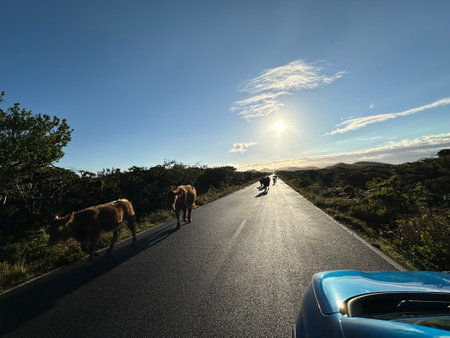 Cows on a road on the highlands of Pico Islandの写真素材