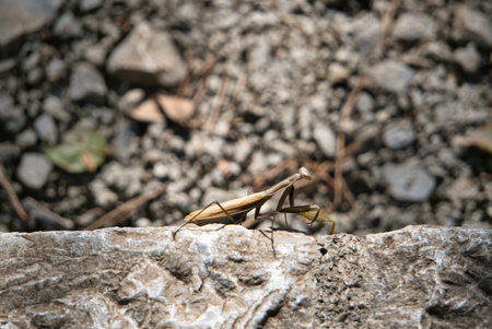 Praying mantis, Mantis religiosa, on a stoneの写真素材