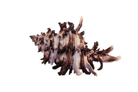 seashellの写真素材