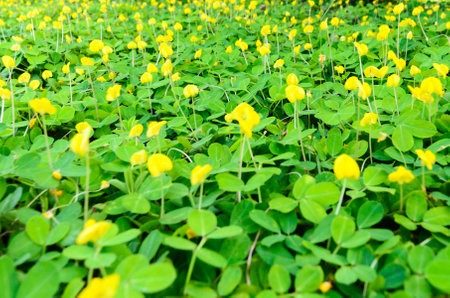 Pinto Peanut Arachis pintoiの写真素材