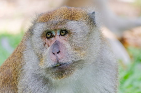 Monkey at Tang Kuan Hill songkhla thailand