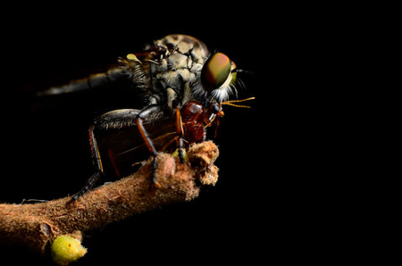 Close up Robberfly Asilidae eating prey