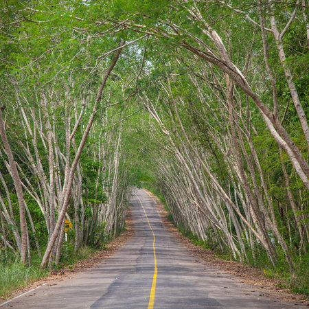 Forest road at  Kaeng Krachan national park,Thailand 