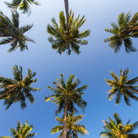 Coconut trees 
