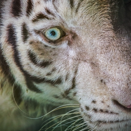 white tigerの写真素材