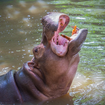 Sparring Hippos の写真素材