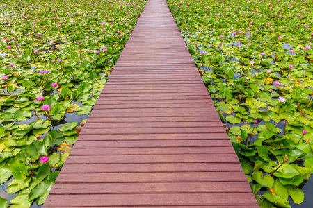 wooden walk way on lotus pond