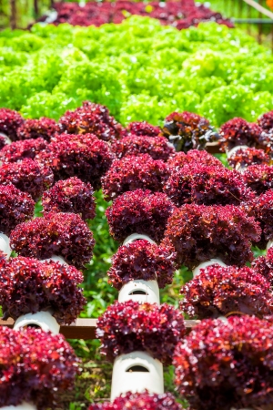 hydroponic farm の写真素材
