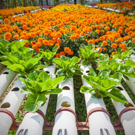 hydroponic farm の写真素材