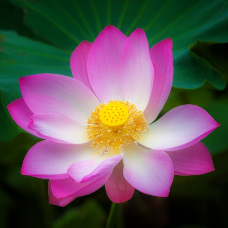 pink sacred lotus の写真素材