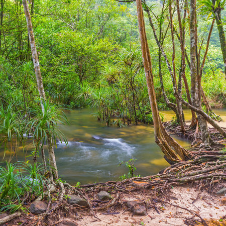 forest with water and tree 