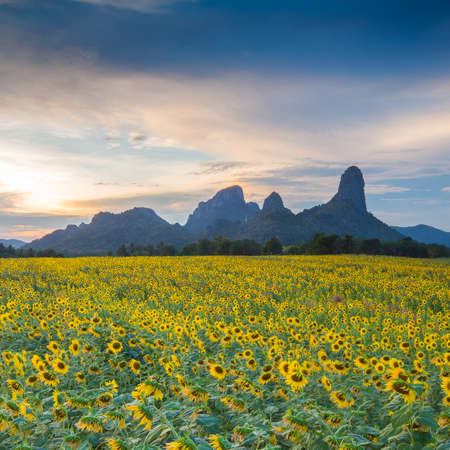Beautiful Sunflower field の写真素材
