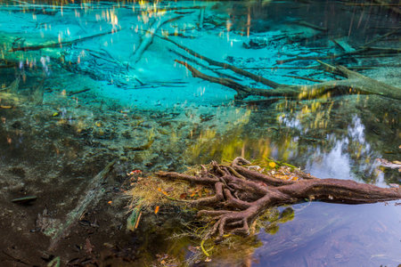Emerald Pool is unseen pool in mangrove forest at Krabi in Thailand  