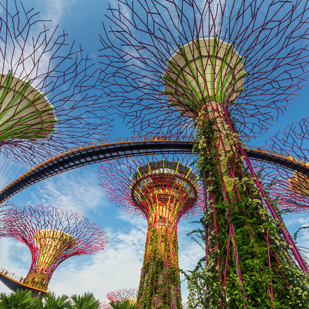 SINGAPORE-AUG 31: Day view of The Supertrees Grove at Gardens by the Bay on August 01, 2014 in Singapore. Spanning 101 hectares, and five-minute walk from Bayfront MRT Station のeditorial素材