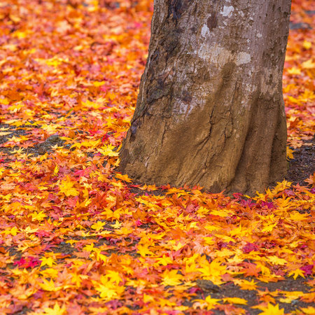 Fall maple leaves indicating the seasonal change in Japan.