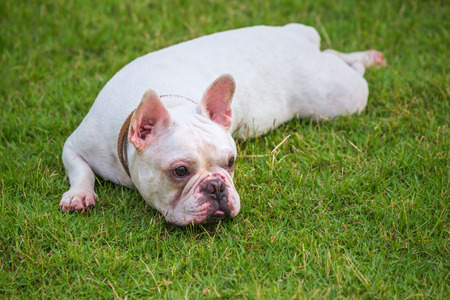 French bulldog on green grassの写真素材