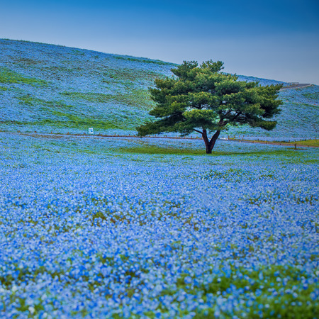 Mountain, Tree and Nemophila at Hitachi Seaside Park in spring with blue sky at Ibaraki, Japanの写真素材