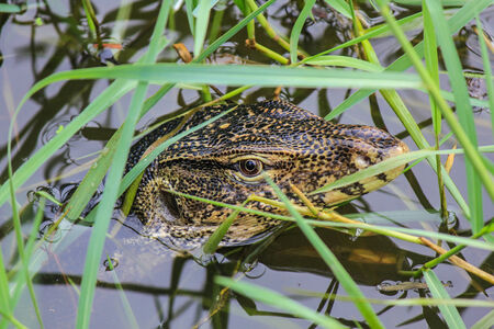 Water Monitor Lizard in  pondの写真素材