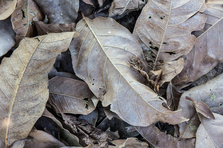 dry leaves on the autumn