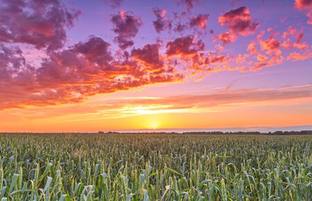 sunset over wheat field sun rays.の写真素材