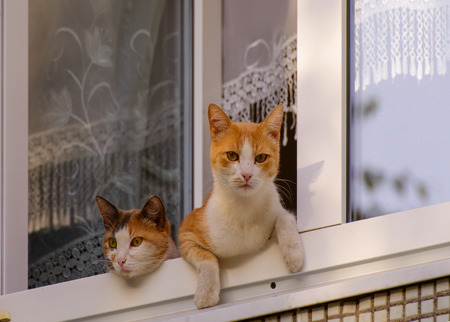 two cats sit on the window.の写真素材