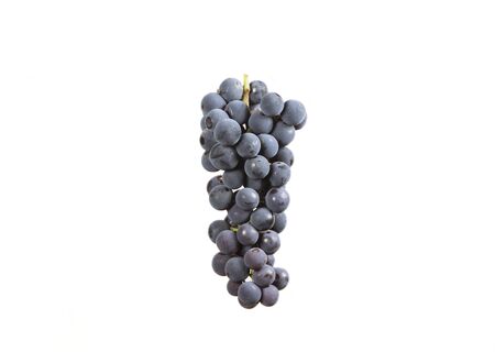 bunch of black grapes.の写真素材