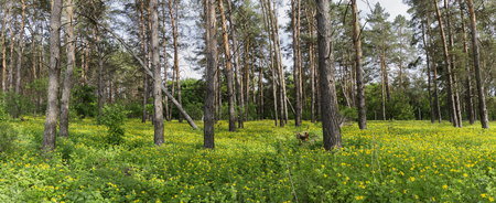 Forest glade pine yellow flowers.の写真素材