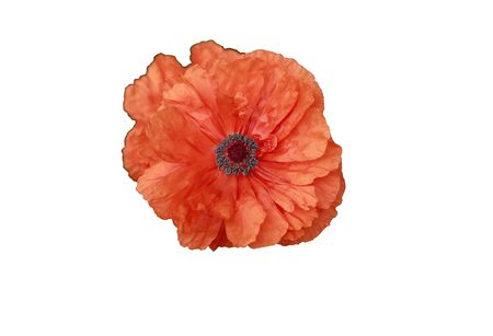 Red poppy flower on white background.の写真素材