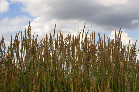 Grass in the sky clouds.の写真素材