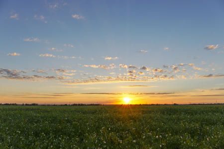 Sunset on field peas.の写真素材