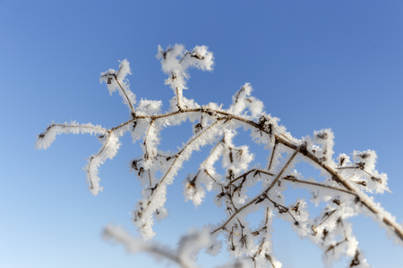 Grass covered with frost.の写真素材