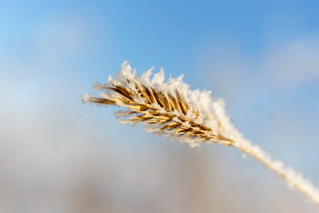 grass covered with frost.の写真素材