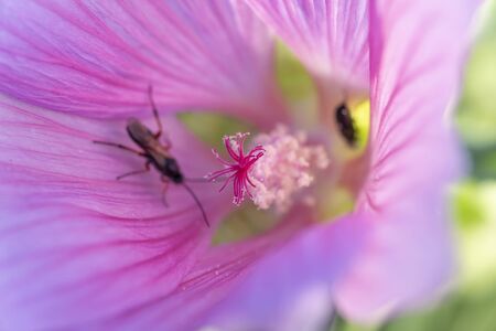 pink flower with insects inside.Malva arborea.の写真素材