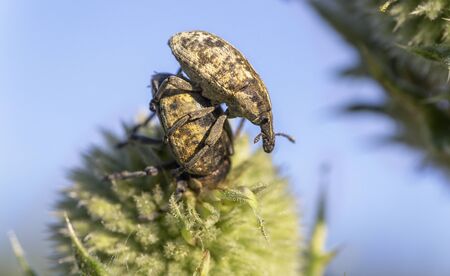 beetle Tychius crassirostris love.の写真素材
