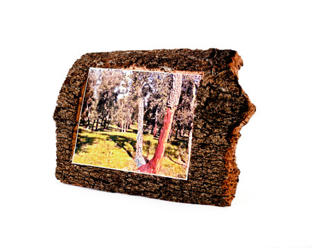 Frame for photos from bark of a pith tree.の写真素材