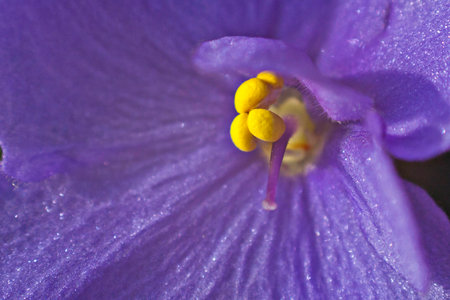 Violet in the macro image.の写真素材