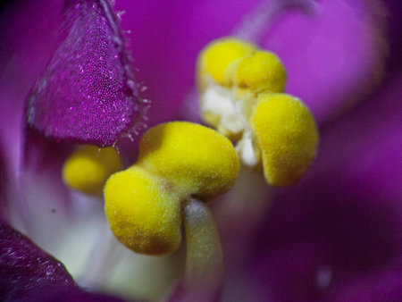 Violet in the macro image.の写真素材
