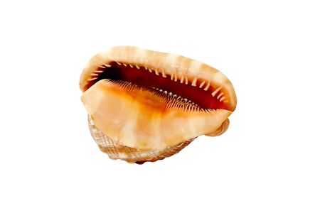 Sea cockleshell in the form of a kiss of summer.