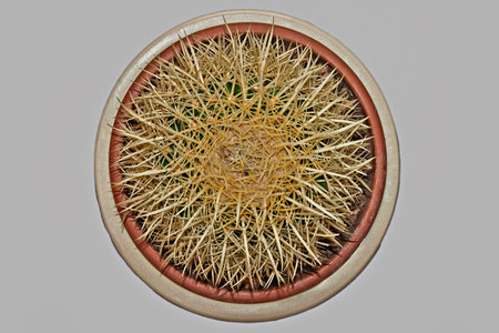Cactus in a pot in a concentric projection.の写真素材