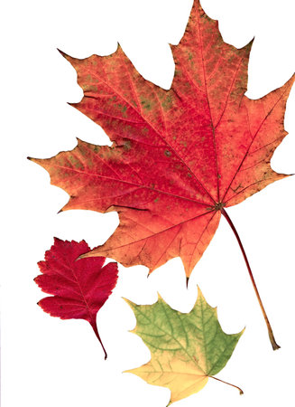 Autumn multi-colored leaves on a white background.の写真素材