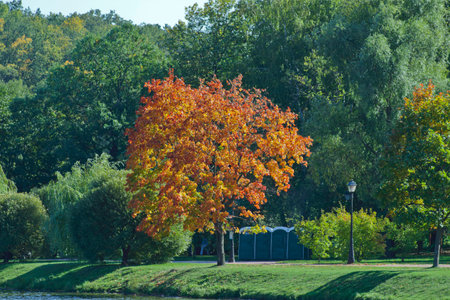 Rare trees start turning yellow during Indian summer and an early autumn in park, creating color contrast spots.の写真素材