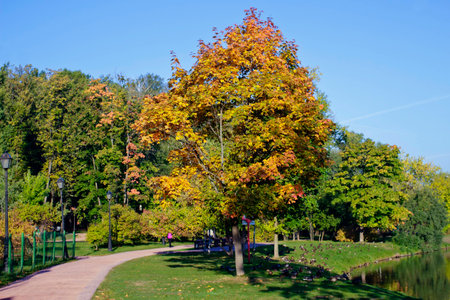 Rare trees start turning yellow during Indian summer and an early autumn in park, creating color contrast spots.の写真素材