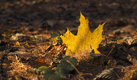 The fallen-down yellow leaf on the earth in beams of the setting sun.の写真素材