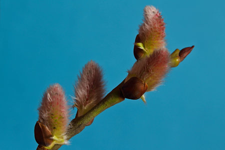 On a branch of a tree the first spring leaflets against the blue sky were dismissed.の写真素材