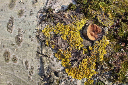 Lichen grew on the trunk of aspen.の写真素材