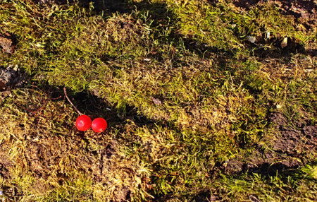 Red berries of viburnum lie on the green bed of mossの写真素材