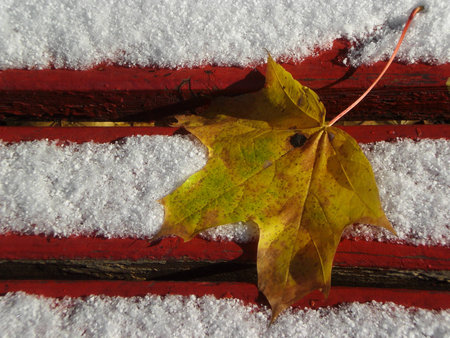 Yellow maple leaf lying on a red bench, sprinkled with snow.の写真素材