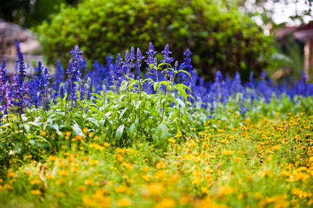 Flowerの写真素材